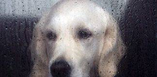 Animal Defenders Sint Maarten Donates Dog House Shelters to Needy Families and Their Pets