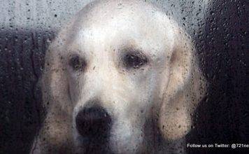 Animal Defenders Sint Maarten Donates Dog House Shelters to Needy Families and Their Pets