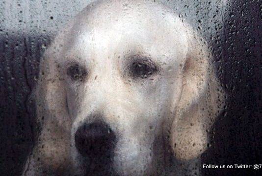 Animal Defenders Sint Maarten Donates Dog House Shelters to Needy Families and Their Pets