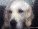 Animal Defenders Sint Maarten Donates Dog House Shelters to Needy Families and Their Pets