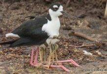 International Migratory Bird Day to be observed on Sint Maarten with Mystery Bird Tour for Public