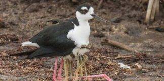 International Migratory Bird Day to be observed on Sint Maarten with Mystery Bird Tour for Public
