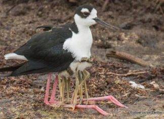 International Migratory Bird Day to be observed on Sint Maarten with Mystery Bird Tour for Public