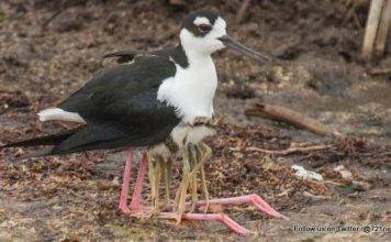 International Migratory Bird Day to be observed on Sint Maarten with Mystery Bird Tour for Public
