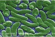 Health Officials Urge Florida Beachgoers to Take Precautions Against Flesh-Eating Bacteria