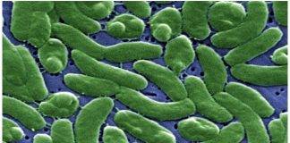 Health Officials Urge Florida Beachgoers to Take Precautions Against Flesh-Eating Bacteria