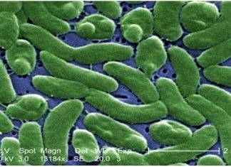 Health Officials Urge Florida Beachgoers to Take Precautions Against Flesh-Eating Bacteria