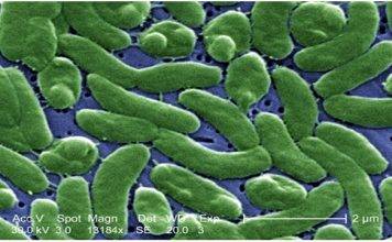 Health Officials Urge Florida Beachgoers to Take Precautions Against Flesh-Eating Bacteria