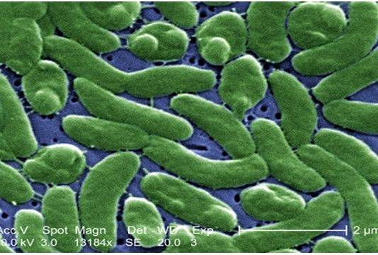 Health Officials Urge Florida Beachgoers to Take Precautions Against Flesh-Eating Bacteria