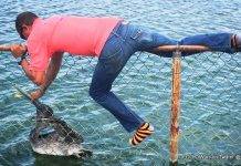 Nature Foundation Staff Rescue Trapped and Injured Pelican in Great Salt Pond