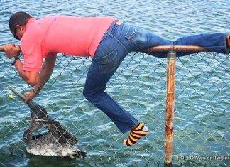 Nature Foundation Staff Rescue Trapped and Injured Pelican in Great Salt Pond