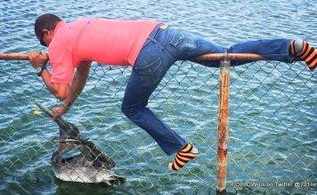 Nature Foundation Staff Rescue Trapped and Injured Pelican in Great Salt Pond