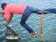 Nature Foundation Staff Rescue Trapped and Injured Pelican in Great Salt Pond