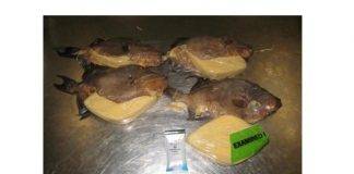 Customs officers in Miami discover cocaine in fried fish from Jamaica