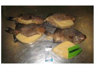Customs officers in Miami discover cocaine in fried fish from Jamaica
