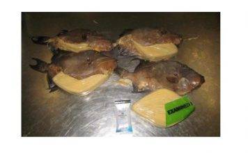 Customs officers in Miami discover cocaine in fried fish from Jamaica