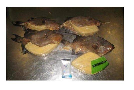 Customs officers in Miami discover cocaine in fried fish from Jamaica