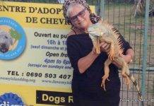 Island Gems donates to I Love My Island Dog