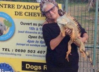 Island Gems donates to I Love My Island Dog