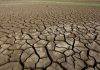 BBC: Earth 'entering new extinction phase' – US study