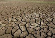 BBC: Earth 'entering new extinction phase' – US study