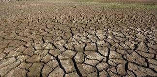 BBC: Earth 'entering new extinction phase' – US study
