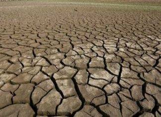 BBC: Earth 'entering new extinction phase' – US study