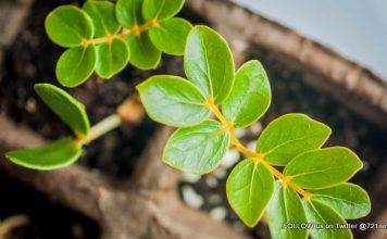 Les Fruits de Mer to Distribute Free Gaïac Seedlings at Lagoonies Regatta