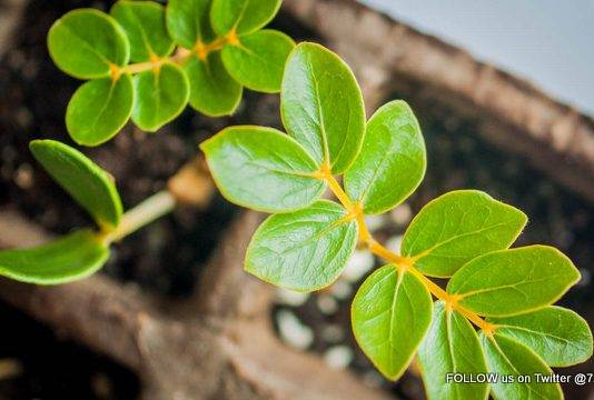 Les Fruits de Mer to Distribute Free Gaïac Seedlings at Lagoonies Regatta