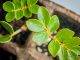 Les Fruits de Mer to Distribute Free Gaïac Seedlings at Lagoonies Regatta