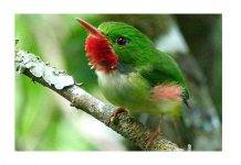 International Bird Conservationists to meet in Kingston in July