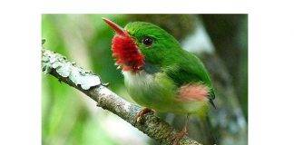 International Bird Conservationists to meet in Kingston in July