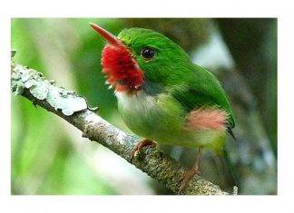 International Bird Conservationists to meet in Kingston in July