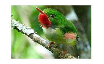 International Bird Conservationists to meet in Kingston in July