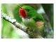 International Bird Conservationists to meet in Kingston in July