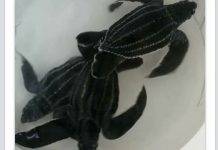 Nature Foundation Concerned Over Wild and Endangered Animals Being Sold on Online Social Media Marketplaces