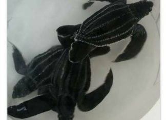 Nature Foundation Concerned Over Wild and Endangered Animals Being Sold on Online Social Media Marketplaces