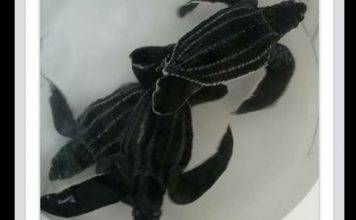 Nature Foundation Concerned Over Wild and Endangered Animals Being Sold on Online Social Media Marketplaces