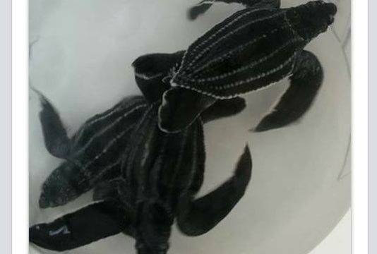 Nature Foundation Concerned Over Wild and Endangered Animals Being Sold on Online Social Media Marketplaces