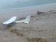 Erika’s Rains Pound Dominica; Four Reportedly Swept Away by Rising River