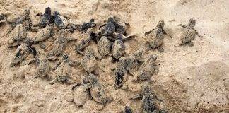 Endangered Hawksbill Sea Turtle Nest Hatches on Dawn Beach