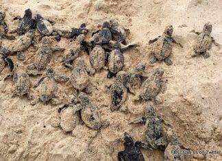Endangered Hawksbill Sea Turtle Nest Hatches on Dawn Beach