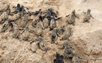Endangered Hawksbill Sea Turtle Nest Hatches on Dawn Beach