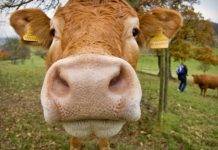 ODM: Your pets and livestock also need to be a part of Hurricane Season Planning