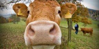 ODM: Your pets and livestock also need to be a part of Hurricane Season Planning