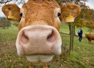 Livestock owners advised to review measures to secure animals this hurricane season