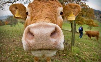 Livestock owners advised to review measures to secure animals this hurricane season