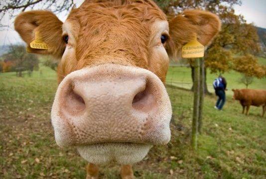 Livestock owners advised to review measures to secure animals this hurricane season