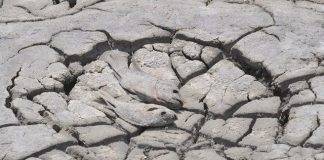 St. Maarten Nature Foundation have been researching the on-going drought conditions the island has been experiencing