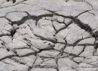 Nature Foundation Finds Presence of Heavy Metals in Soil of Great Salt Pond